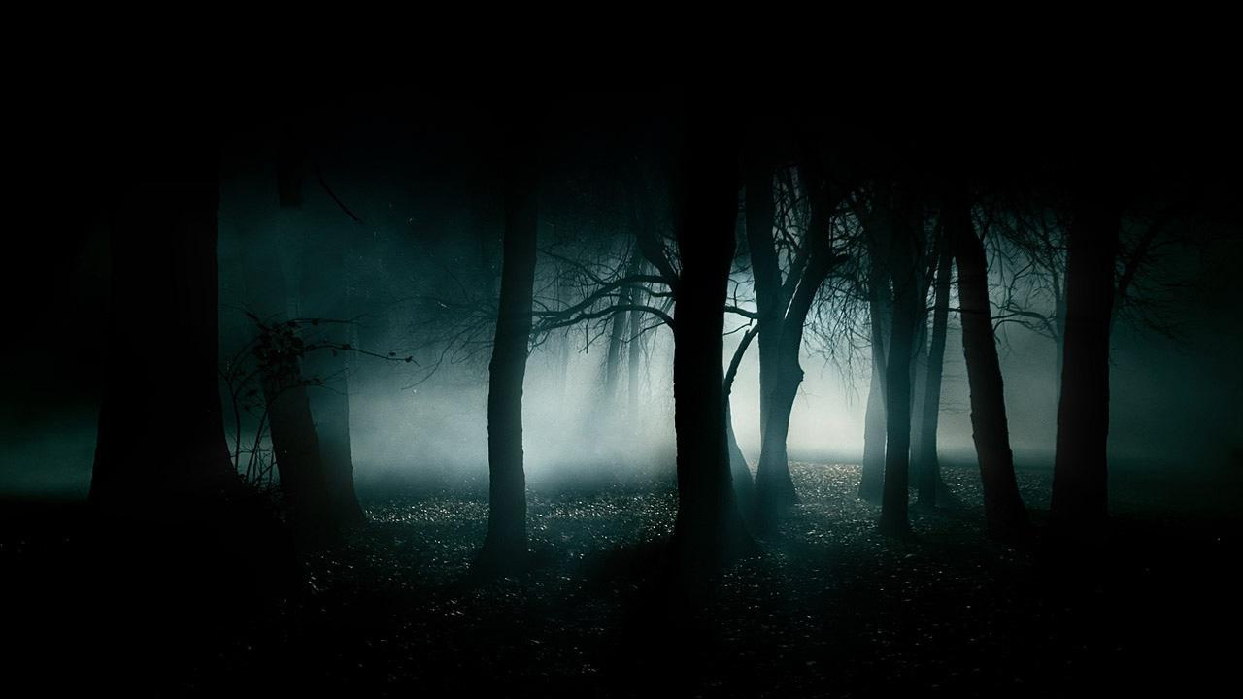 Dark and misty forest at night, creating a mysterious and eerie atmosphere