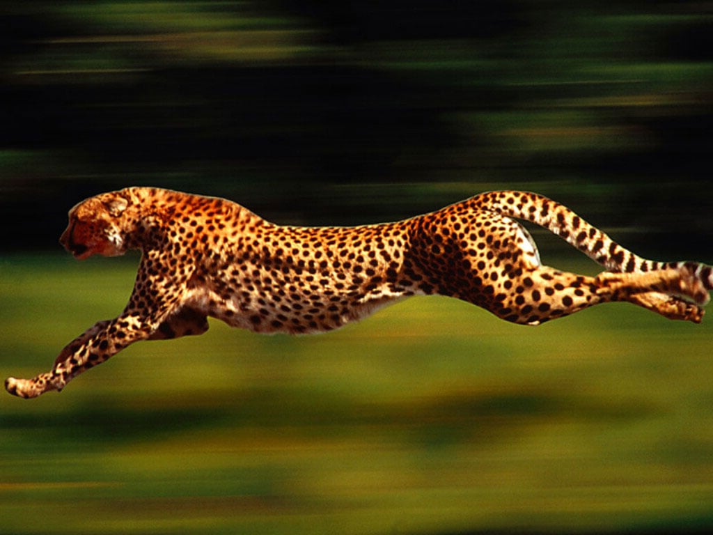 QQ Wallpapers Cheetah Running Wallpapers