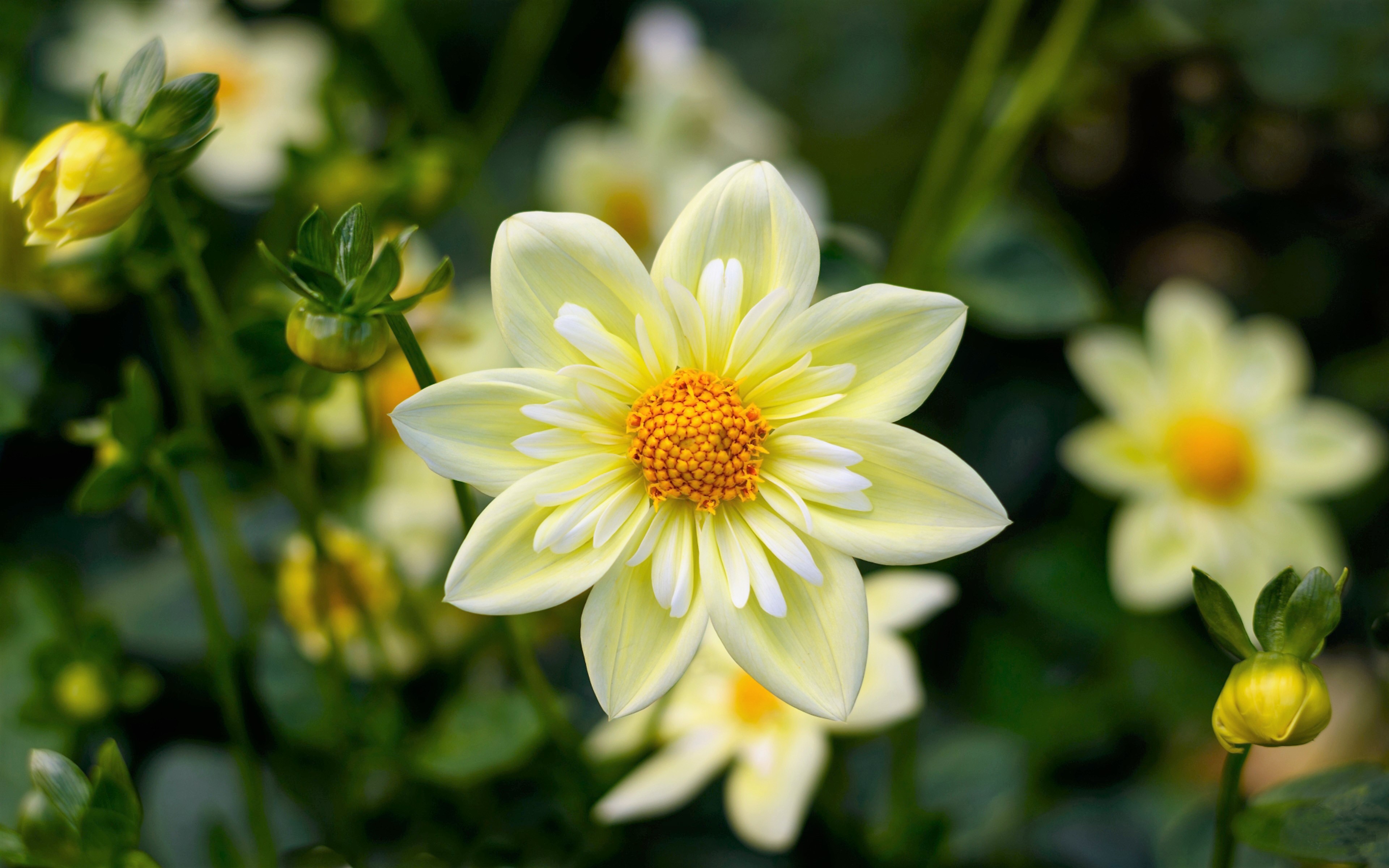 White Flower Nature 4k Ultra HD Wallpaper