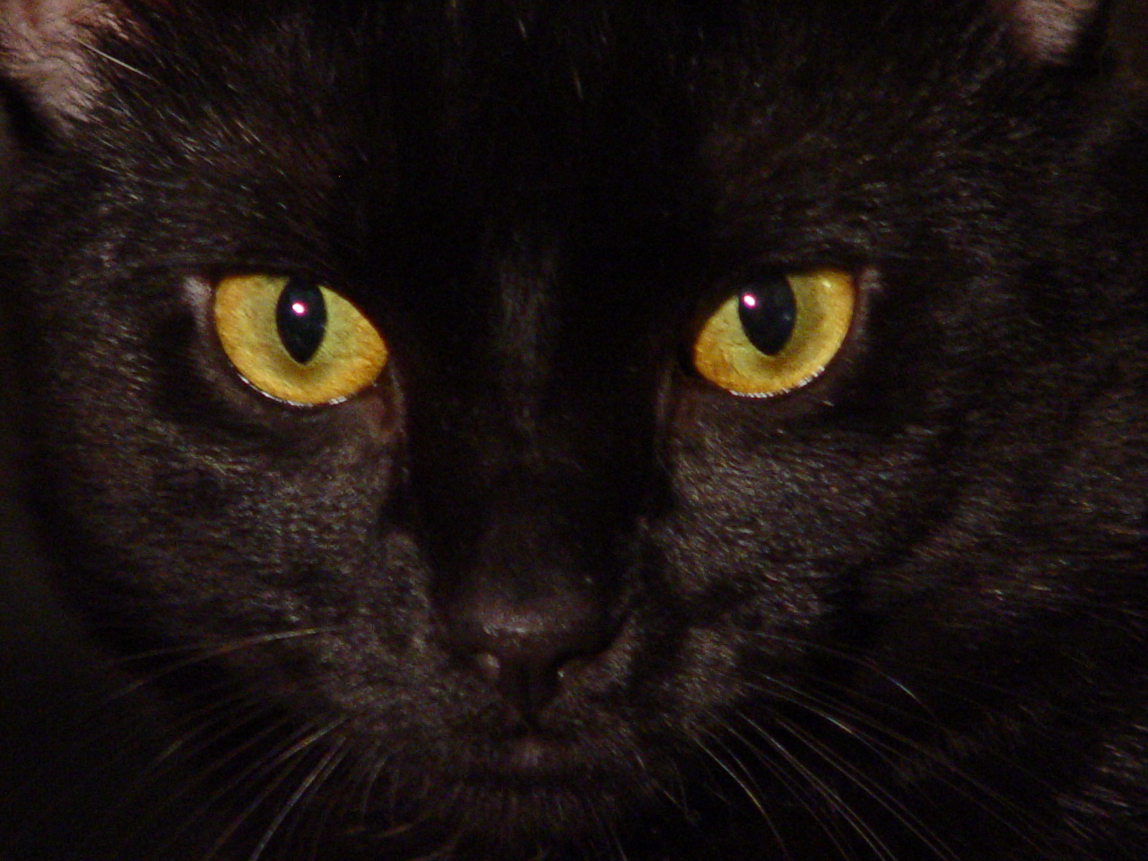Black Cat Eyes Wallpapers Blue Cat Eyes Yellow Cat Eyes Green Red 1280x960