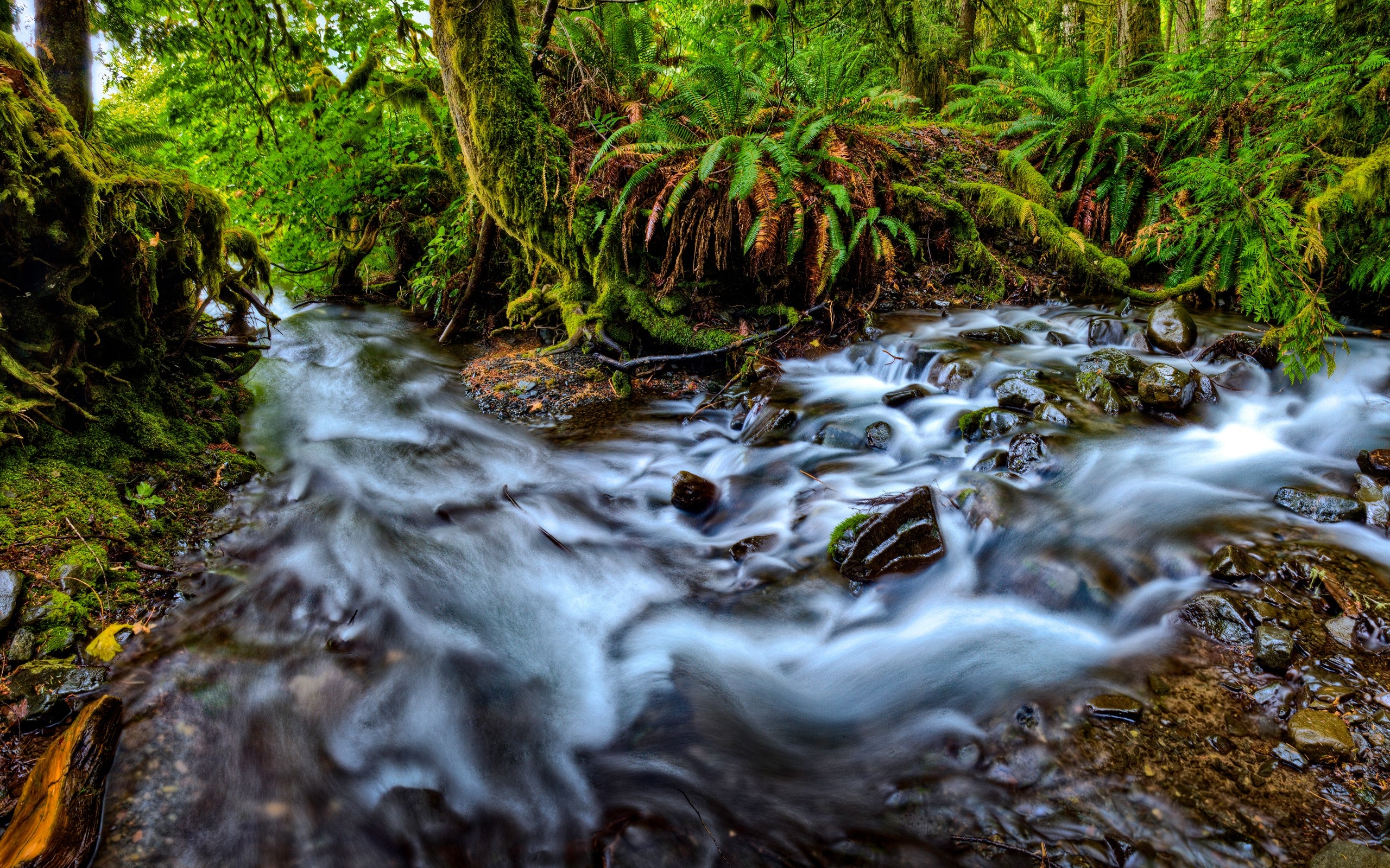 Rainforest With Mountain River HD Desktop Wallpaper