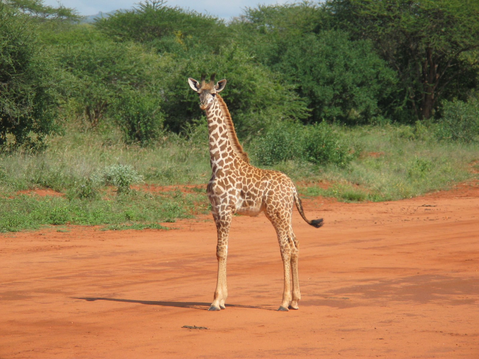 African Giraffe Baby High Definition Wallpaper Cool