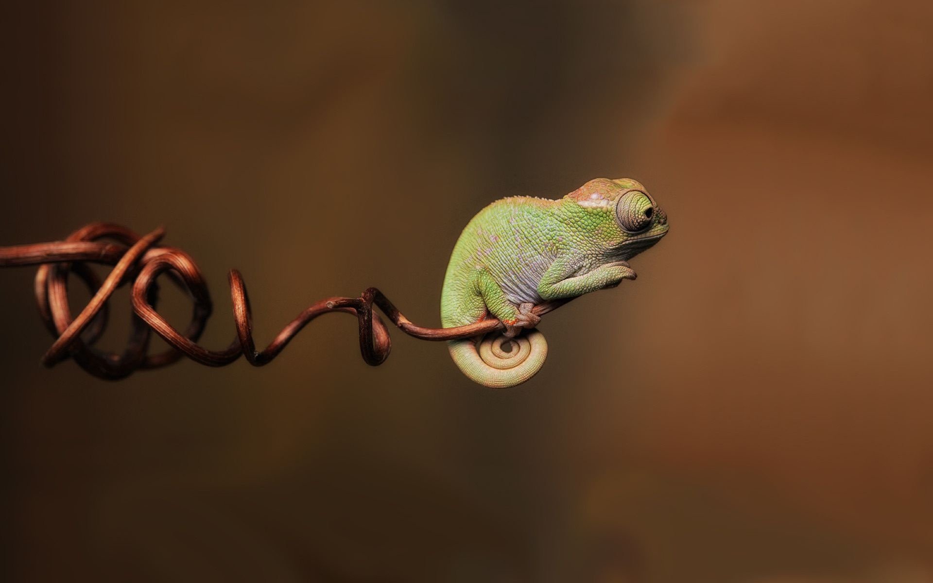Chameleon HD Wallpaper Background Image