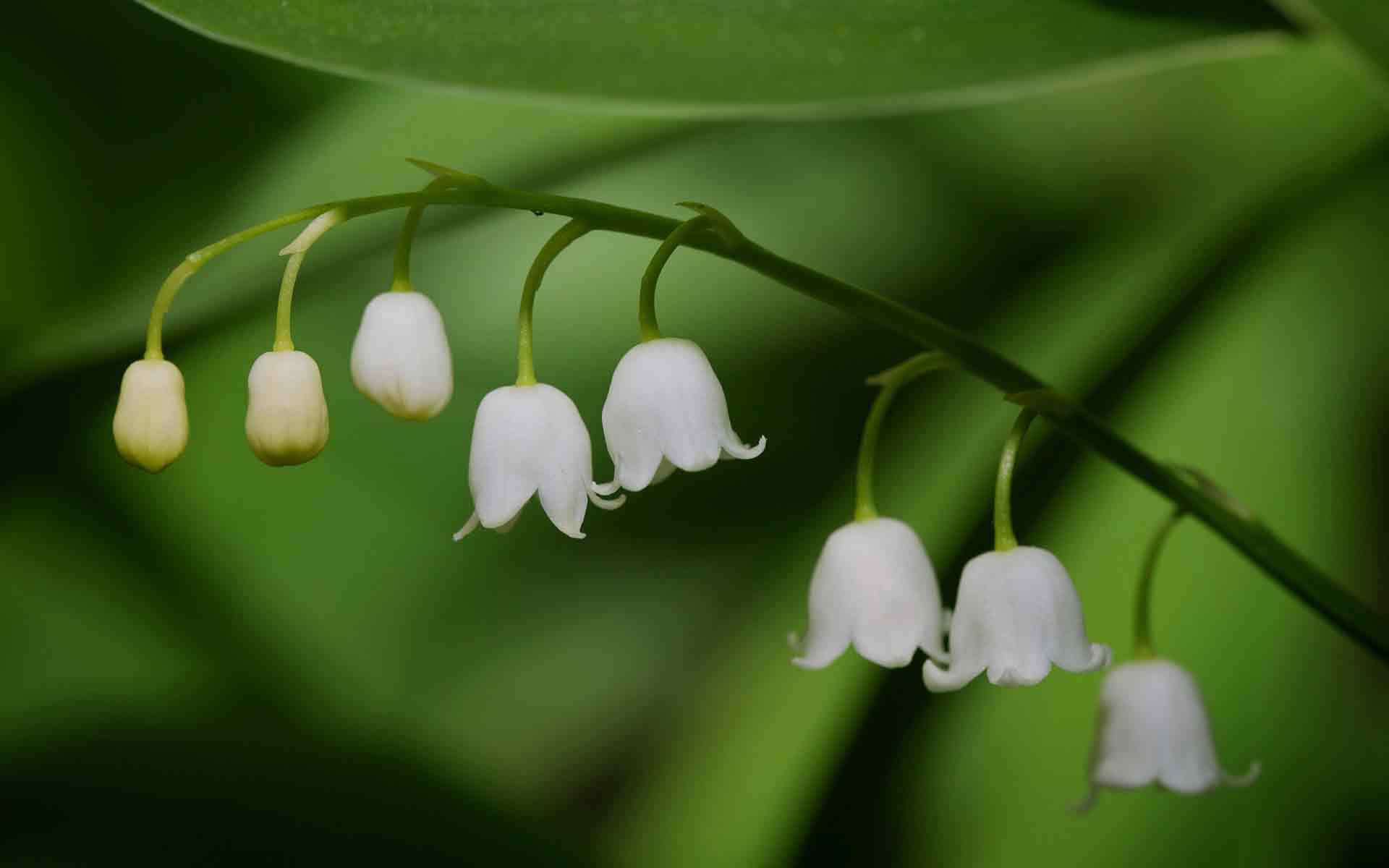 Wallpaper Lily Of The Valley Flowers Twig Flower Spring White