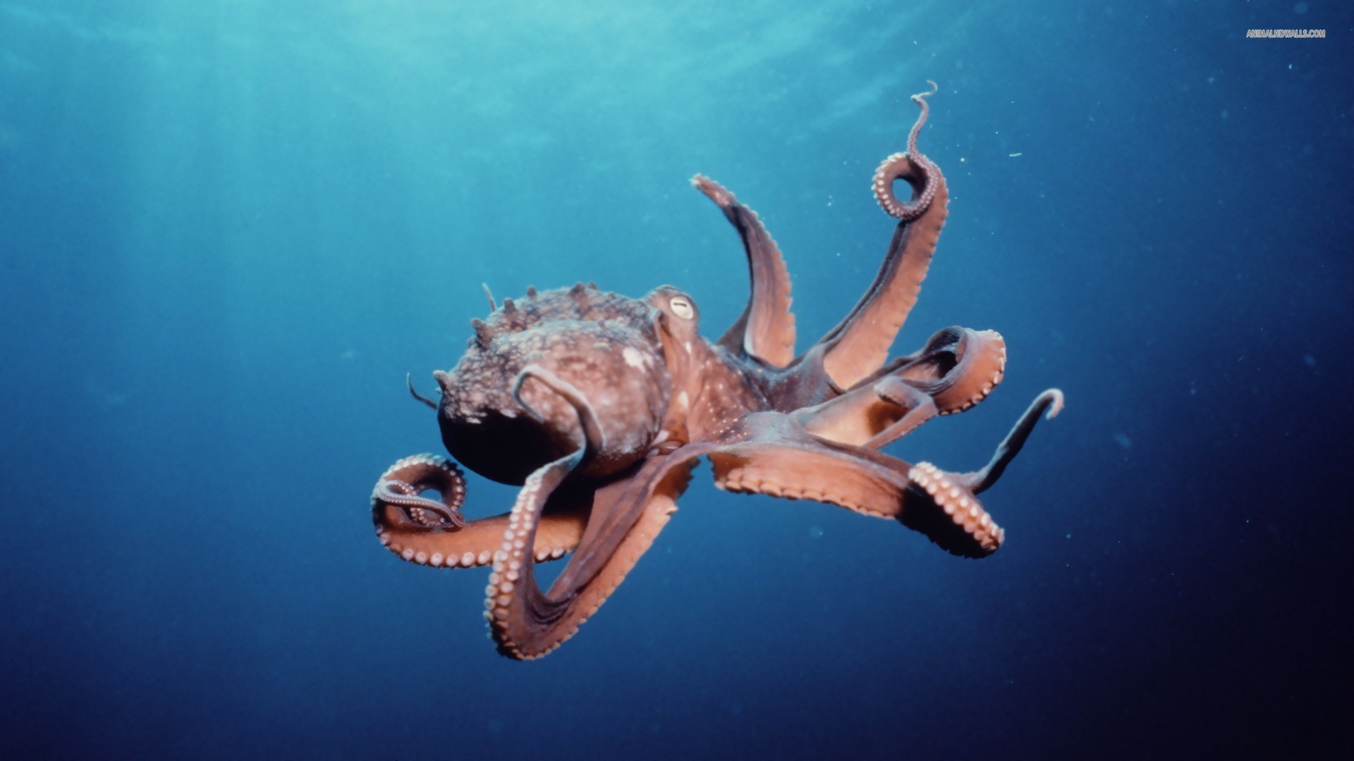 Octopus In Sea Wallpaper HD