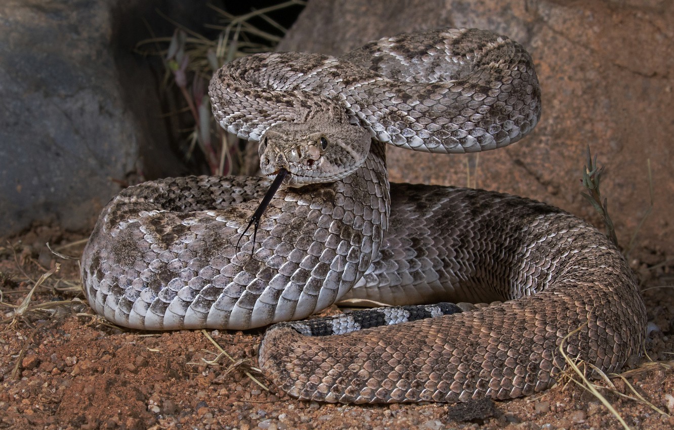 Wallpaper Snake Reptile Texas Sidewinder Image For Desktop
