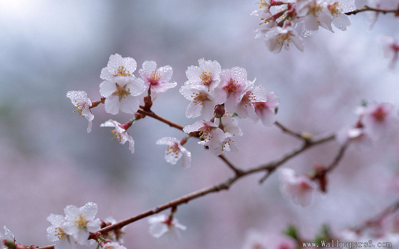 Landscape Wallpaper Cherry Blossom With Frost