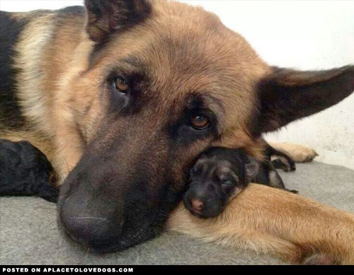 Precious German Shepherd Puppy Snuggling With Mommyfor More Cute Dogs