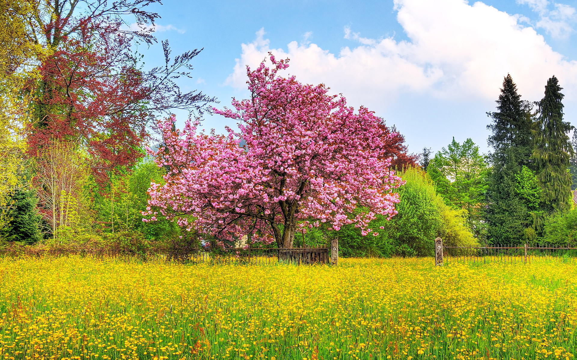 Spring Nature Scenery Wallpaper