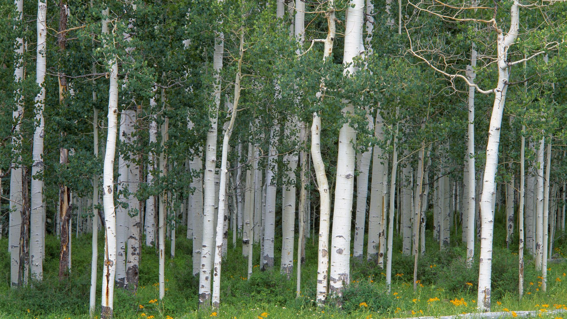 Miller Colorado Wallpaper Grove Aspen Landscape Nature