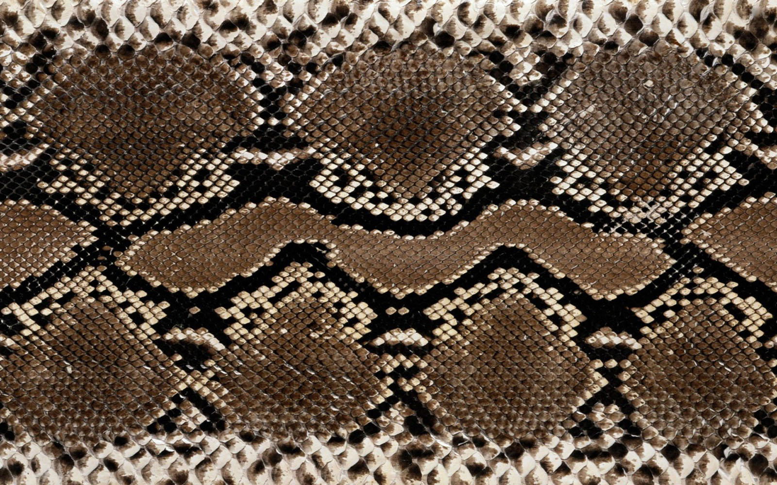wallpapers Snake Skin Wallpapers