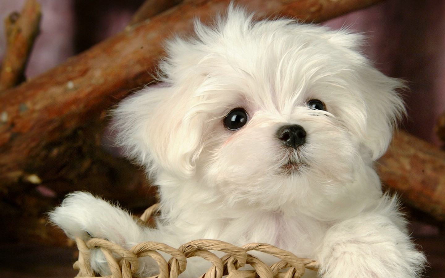 An adorable white Maltese puppy sits in a wicker basket, its fluffy fur contrasting with the woven texture. The puppy's dark eyes and button nose create an endearing expression