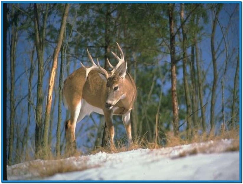 Whitetail Deer Screensavers