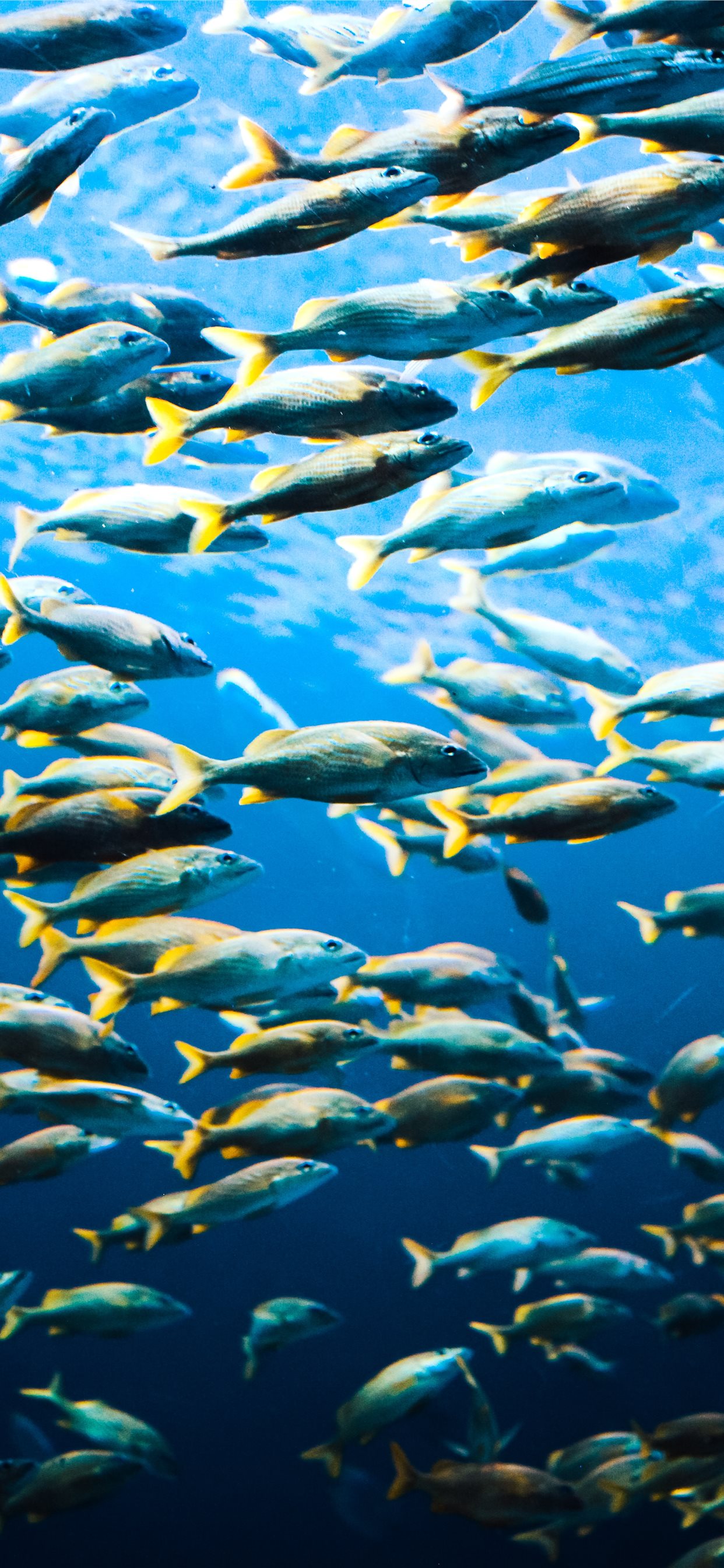 School Of Fish iPhone Wallpaper