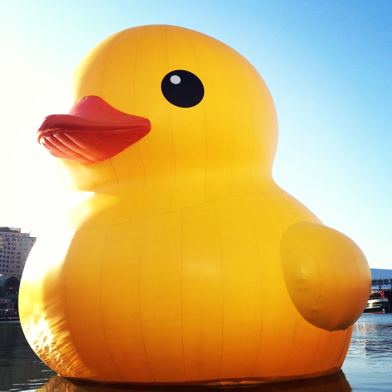 Wifes Charmed Life Giant Rubber Duck in Sydney