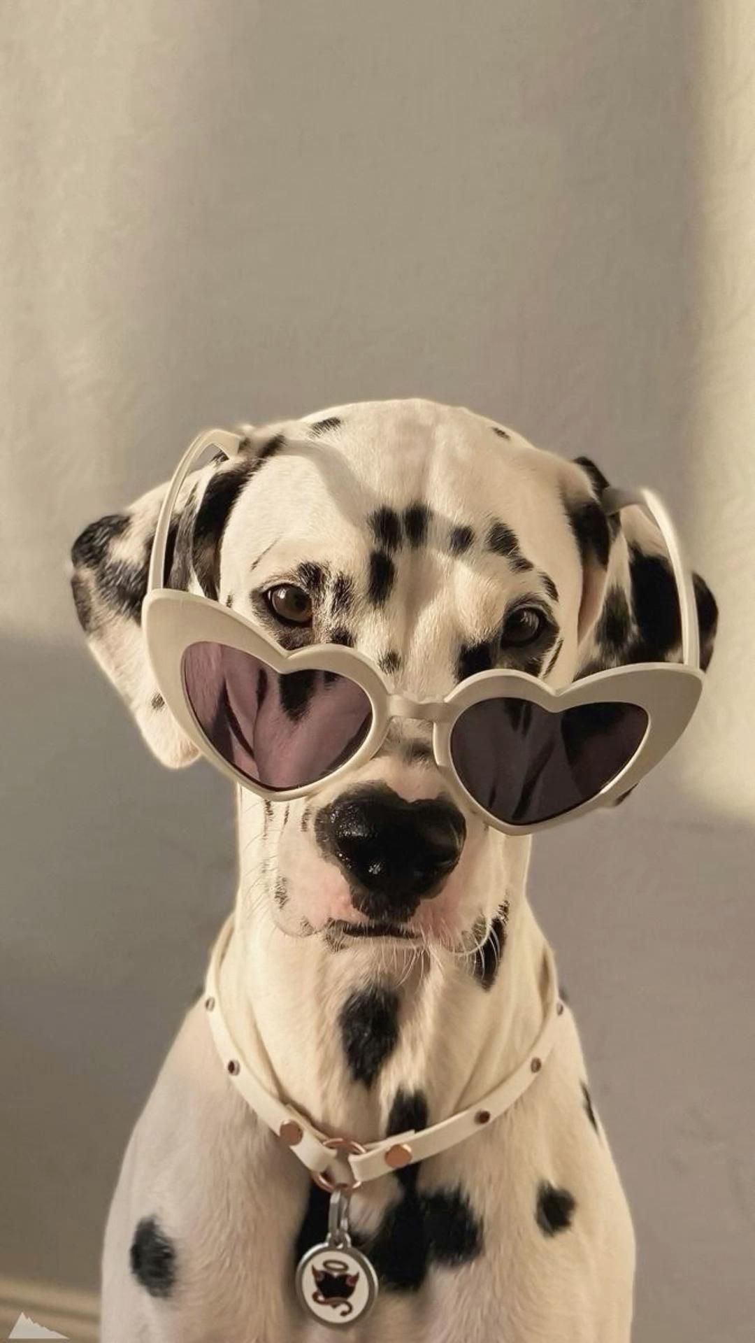 Laurengrove27 Cute Animals Image Animal Photos Wild Wallpaper