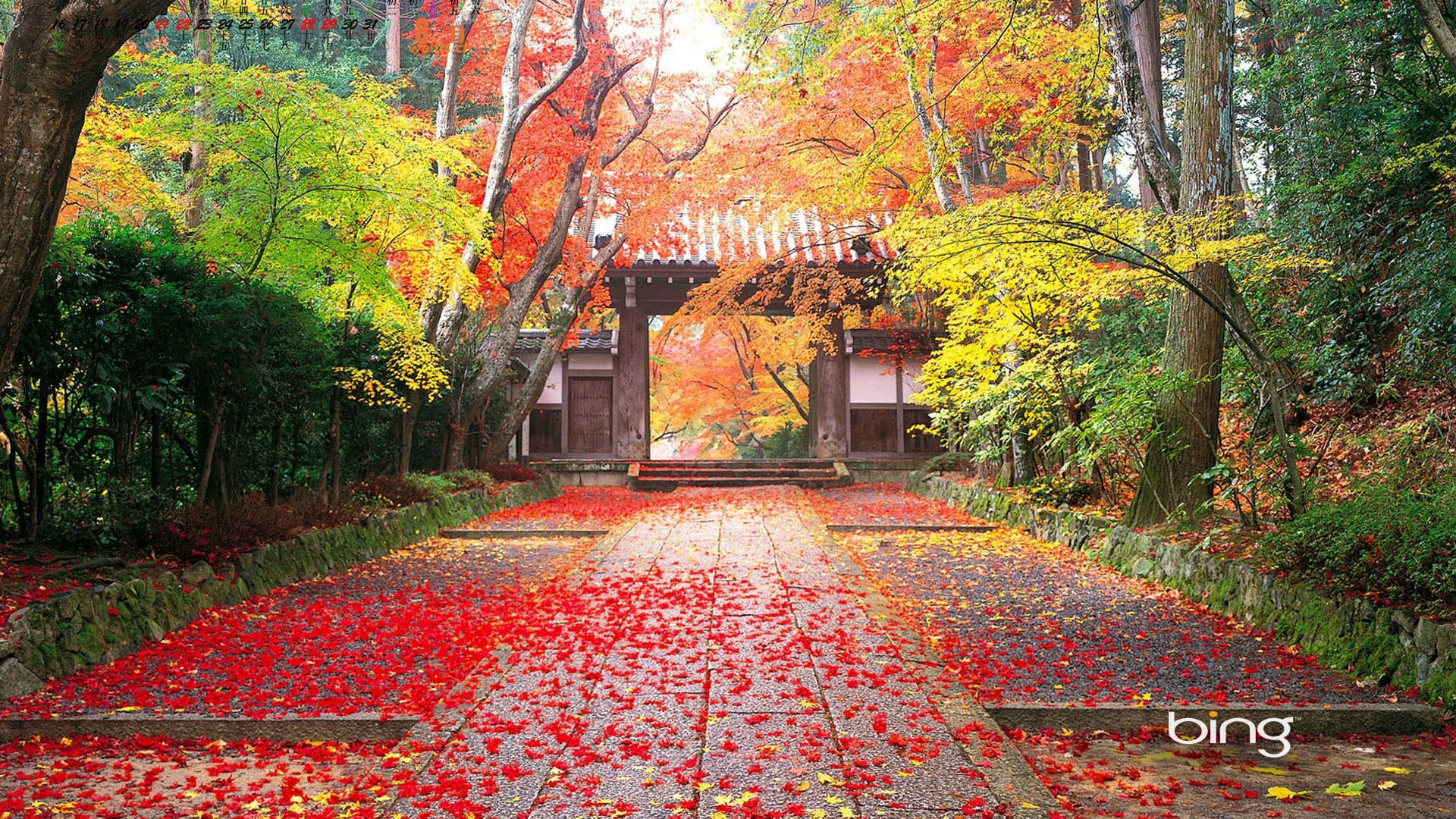HD Wallpaper Pictures Pics Photos Image Desktop Wide