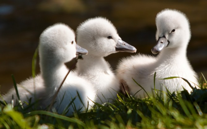 Baby Swans Wallpaper Birds Nature Collection
