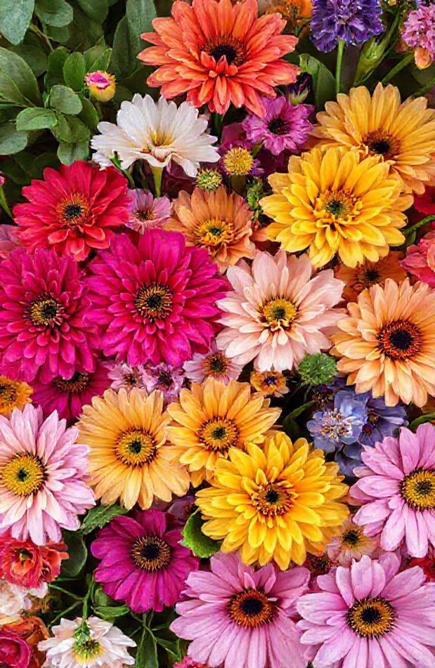 Wallpaper Flowers Image