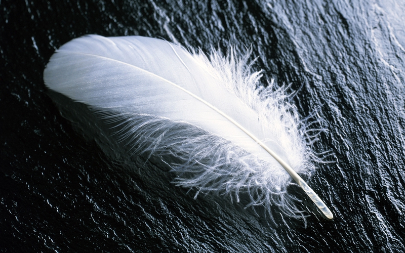 Bird White Feather Single Animals Birds HD Wallpaper