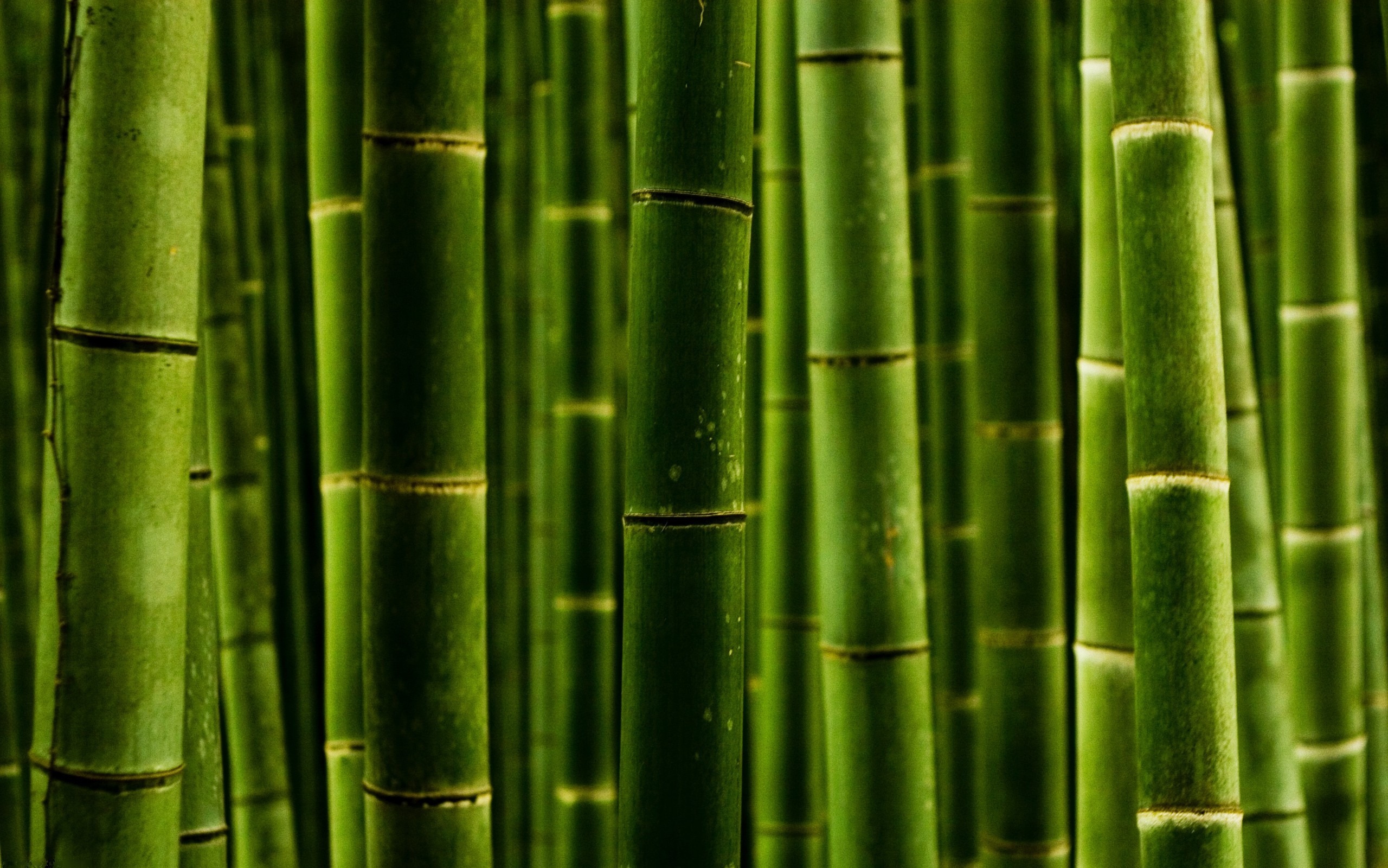 Bamboo Desktop Wallpaper