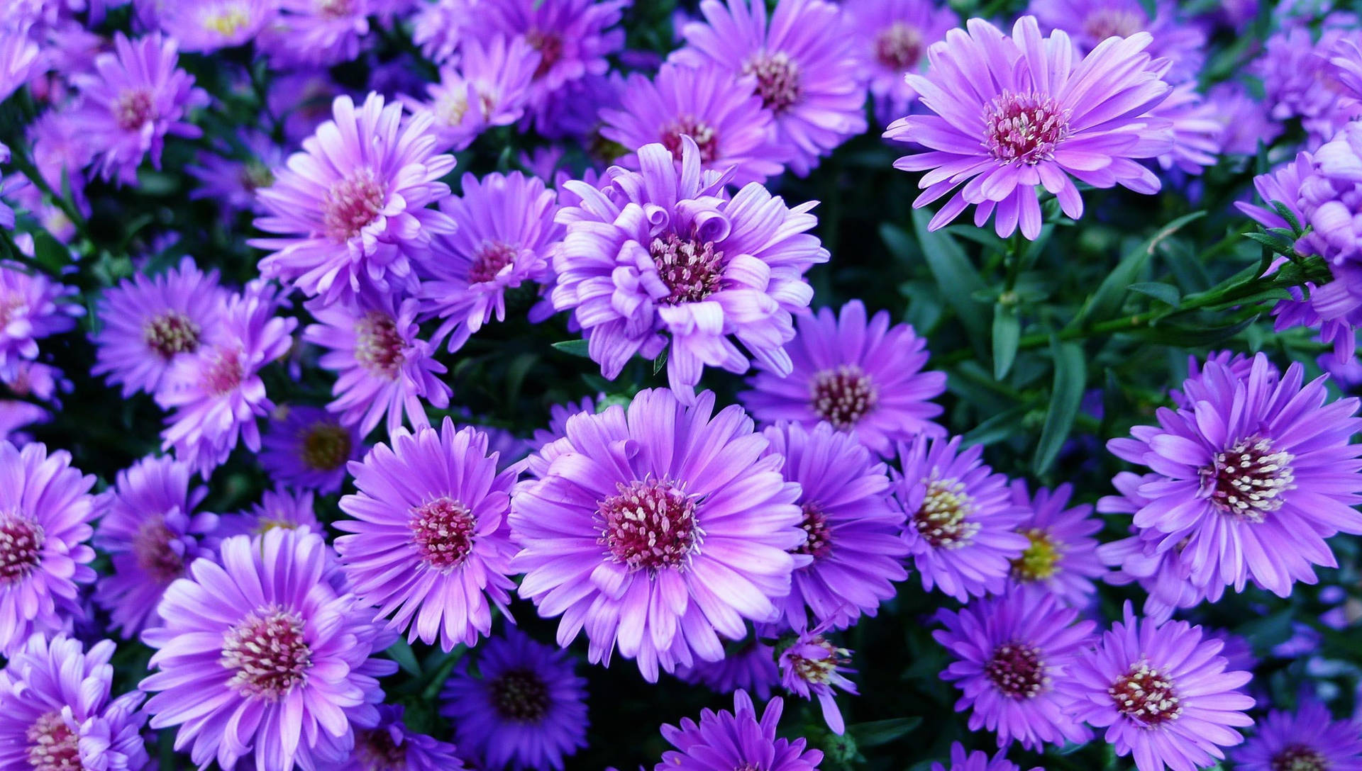 Purple Flower Desktop Wallpaper