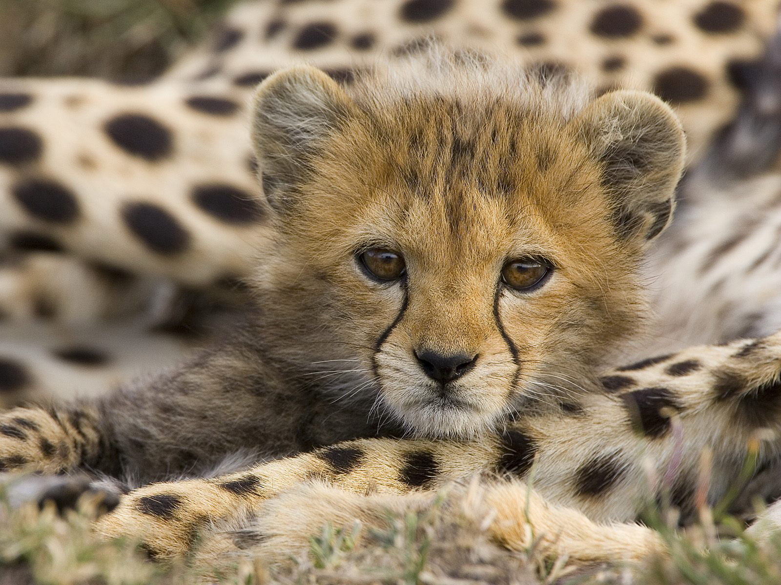 Cheetah Cub   Animal Cubs Wallpaper 29106102