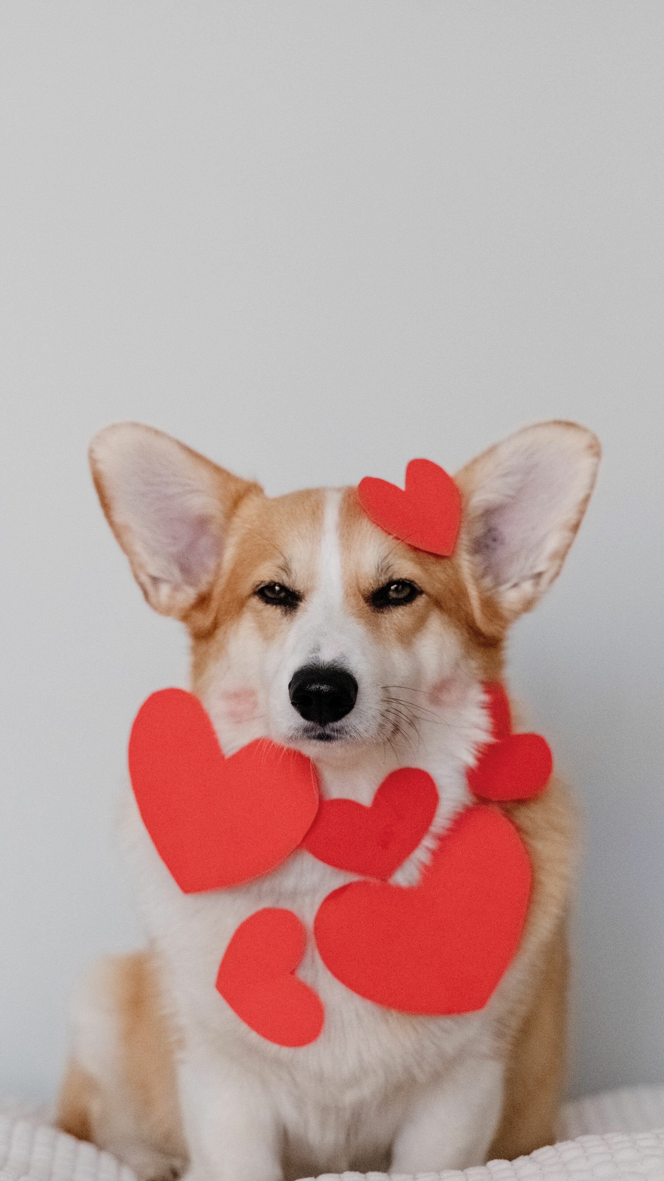 Mobile 4k Corgi Background Wallpaper