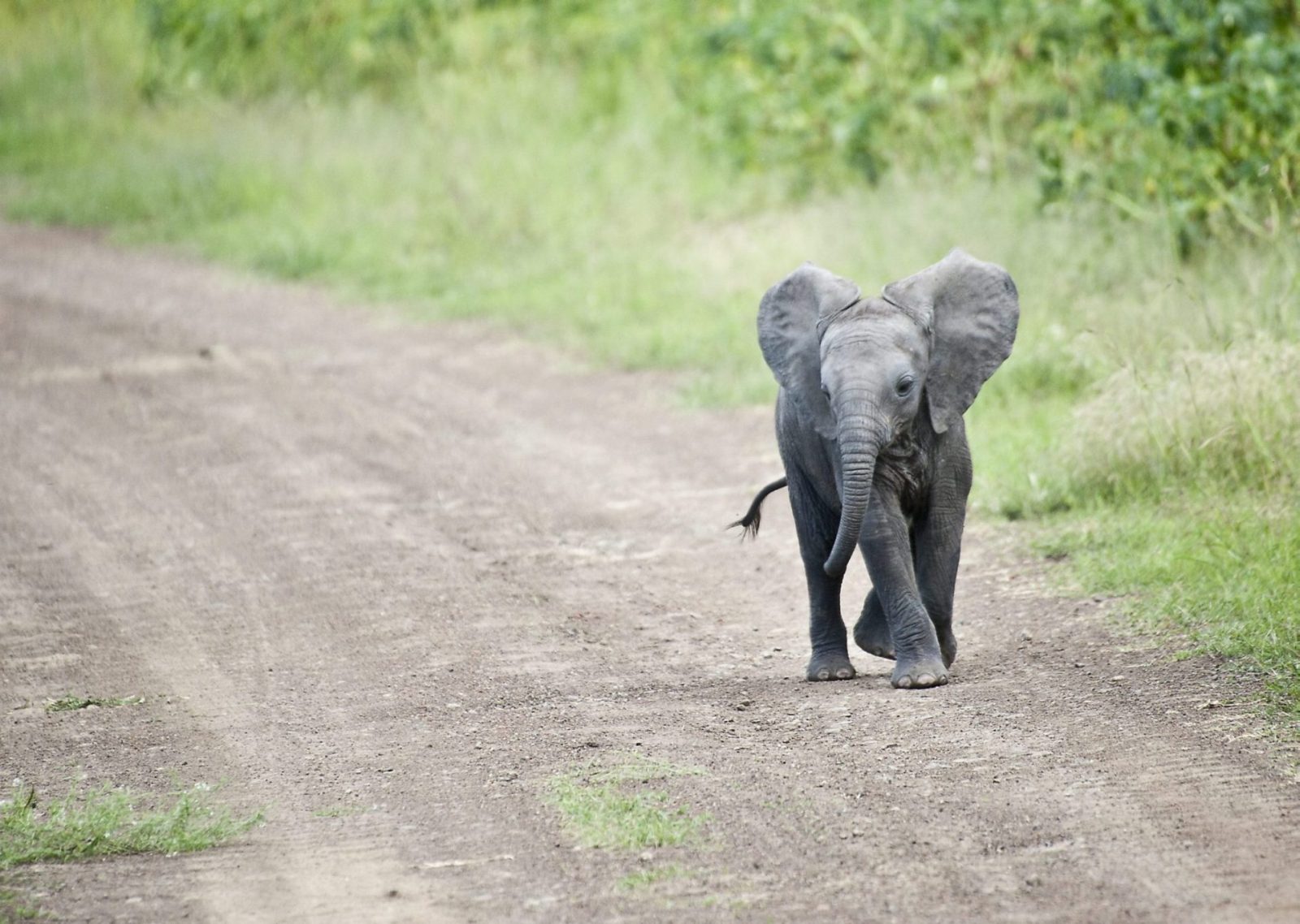 Cute Baby Elephants Elephant