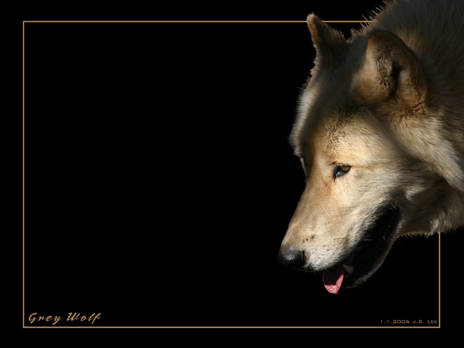 Grey Wolf Wallpaper By Steeljaw For Your