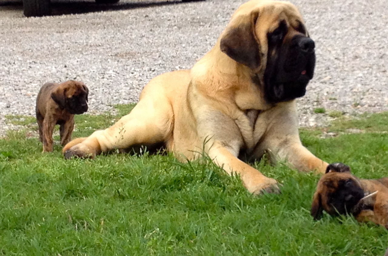 English Mastiff Dog With A Baby Photo And Wallpaper Beautiful