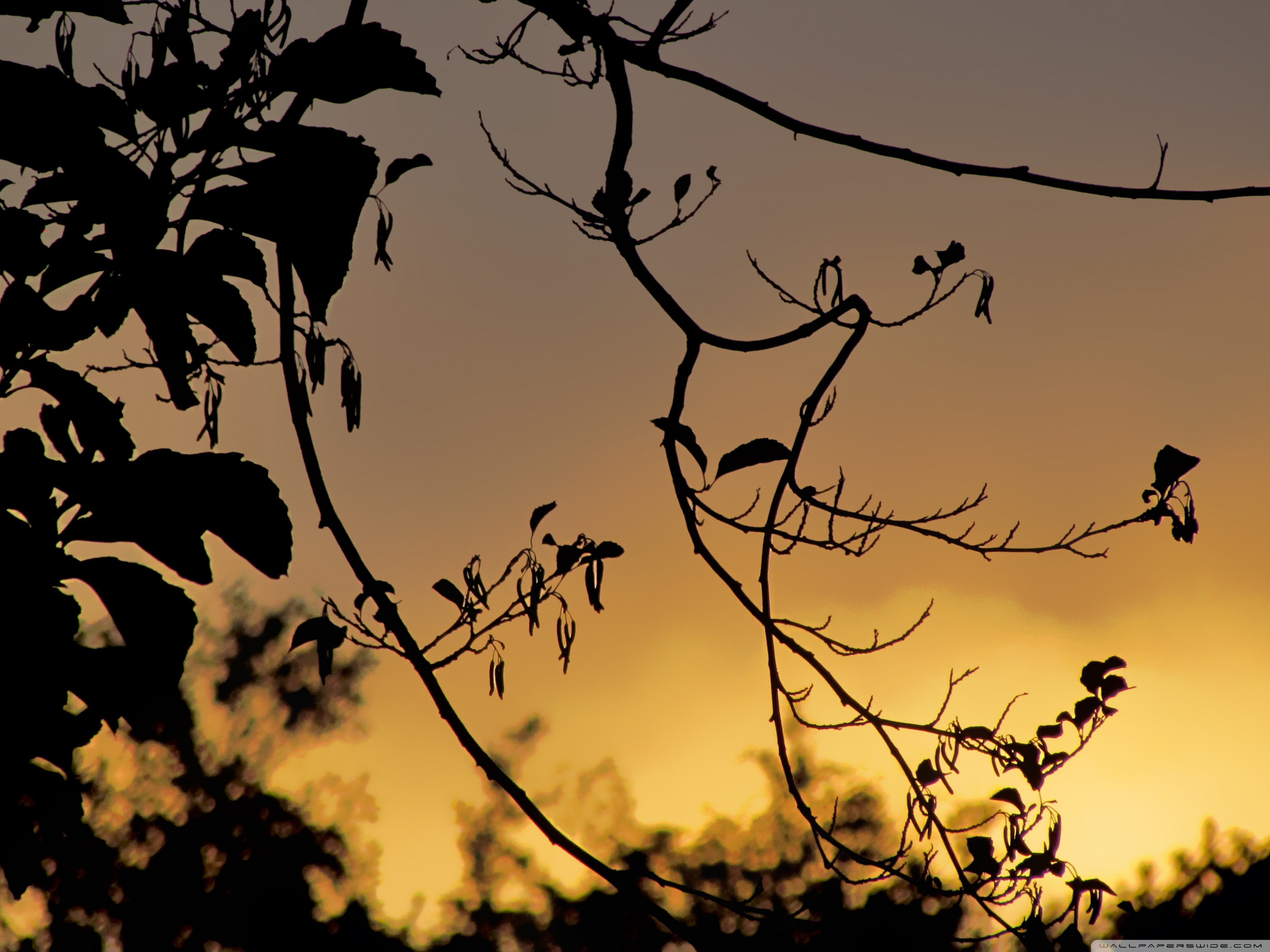 Dark Tree Leaves Silhouette Branches Wallpapers And Images Pictures