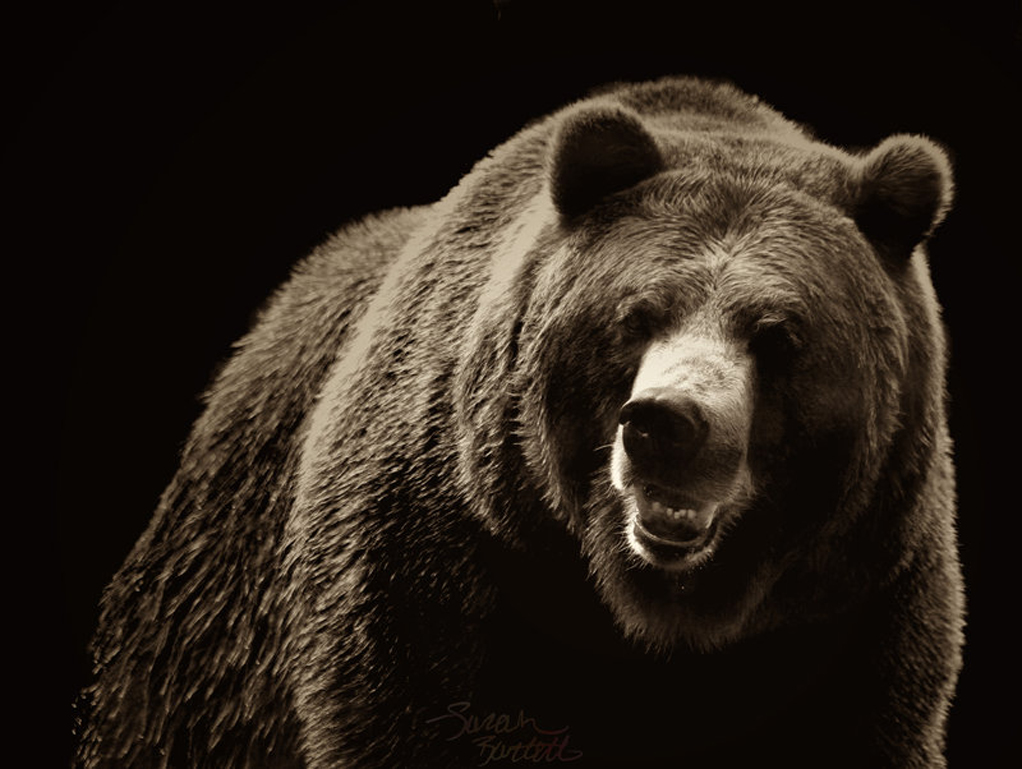 Grizzly Bear Animals Bear iPhone 6 Animal 6 Plus HD phone wallpaper   Pxfuel