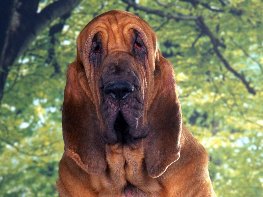 Bloodhound Chien De Saint Hubert Wallpaper