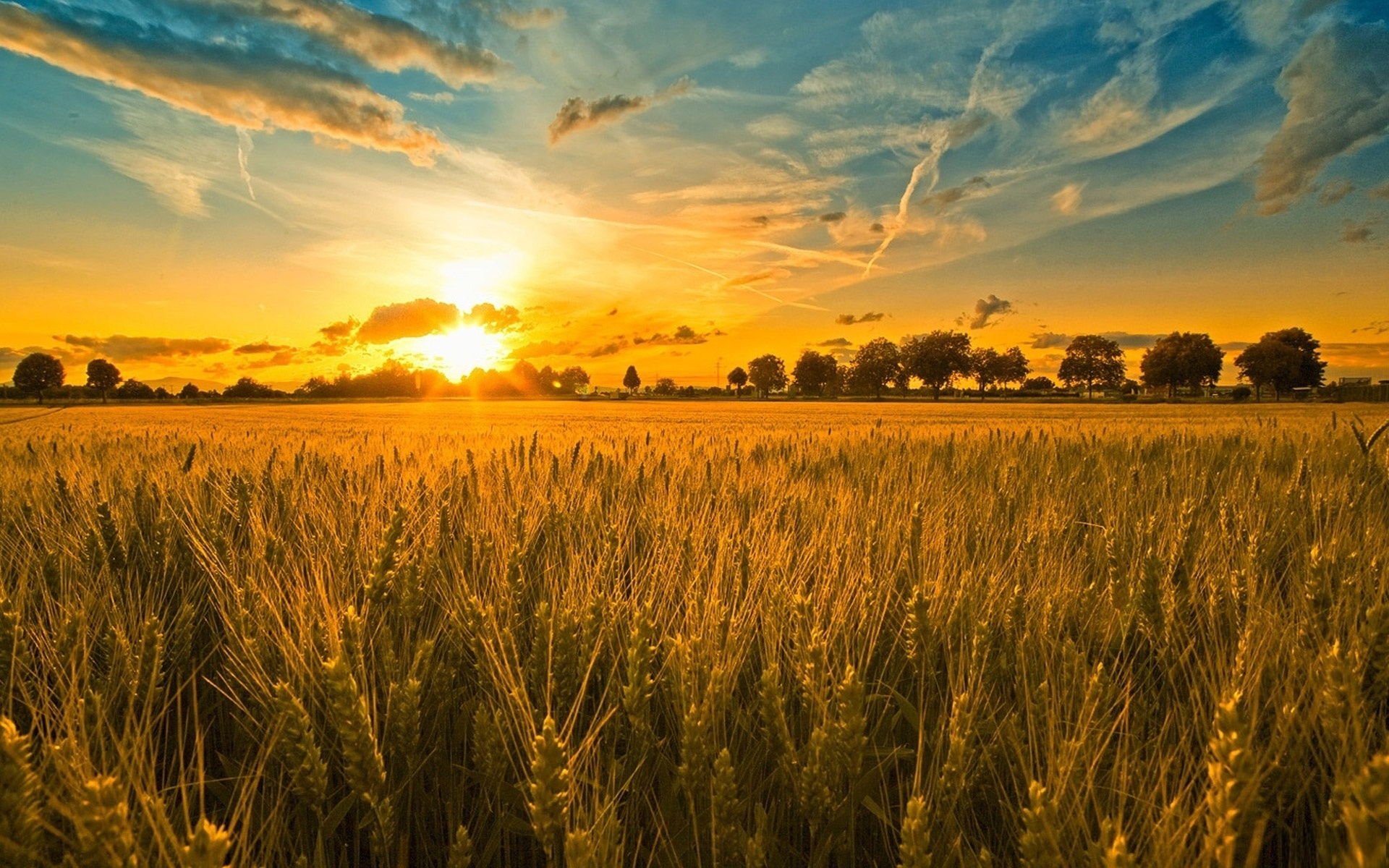 sunset and wheat field wallpaper hd beautiful desktop background 1920x1200