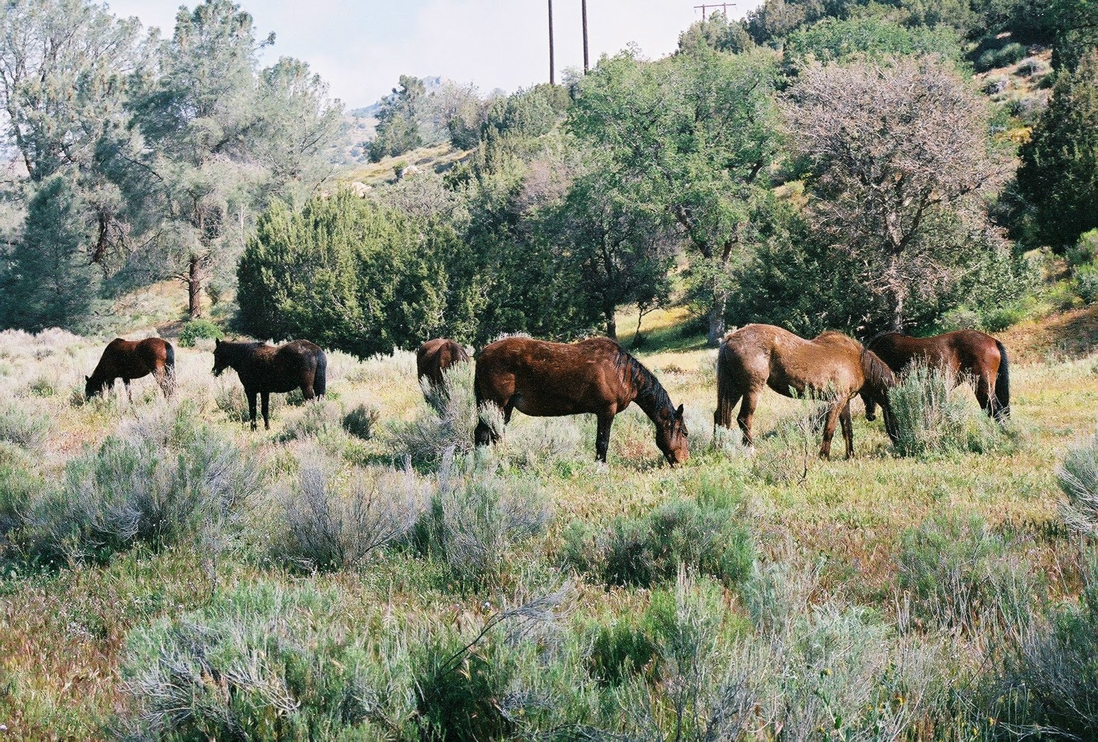 HD Animals Wallpaper Wild Horses