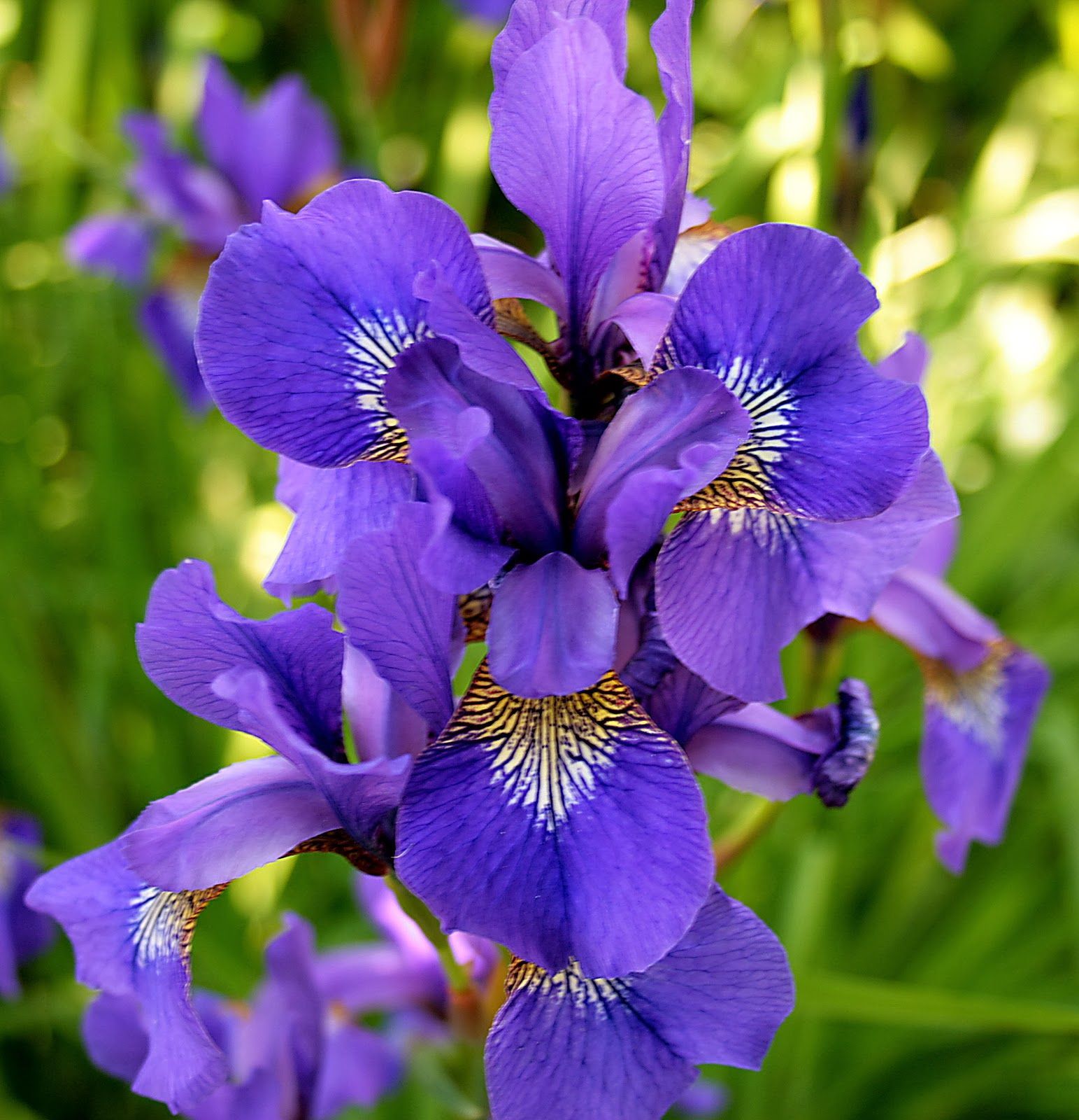 Iris Flower Wallpaper On