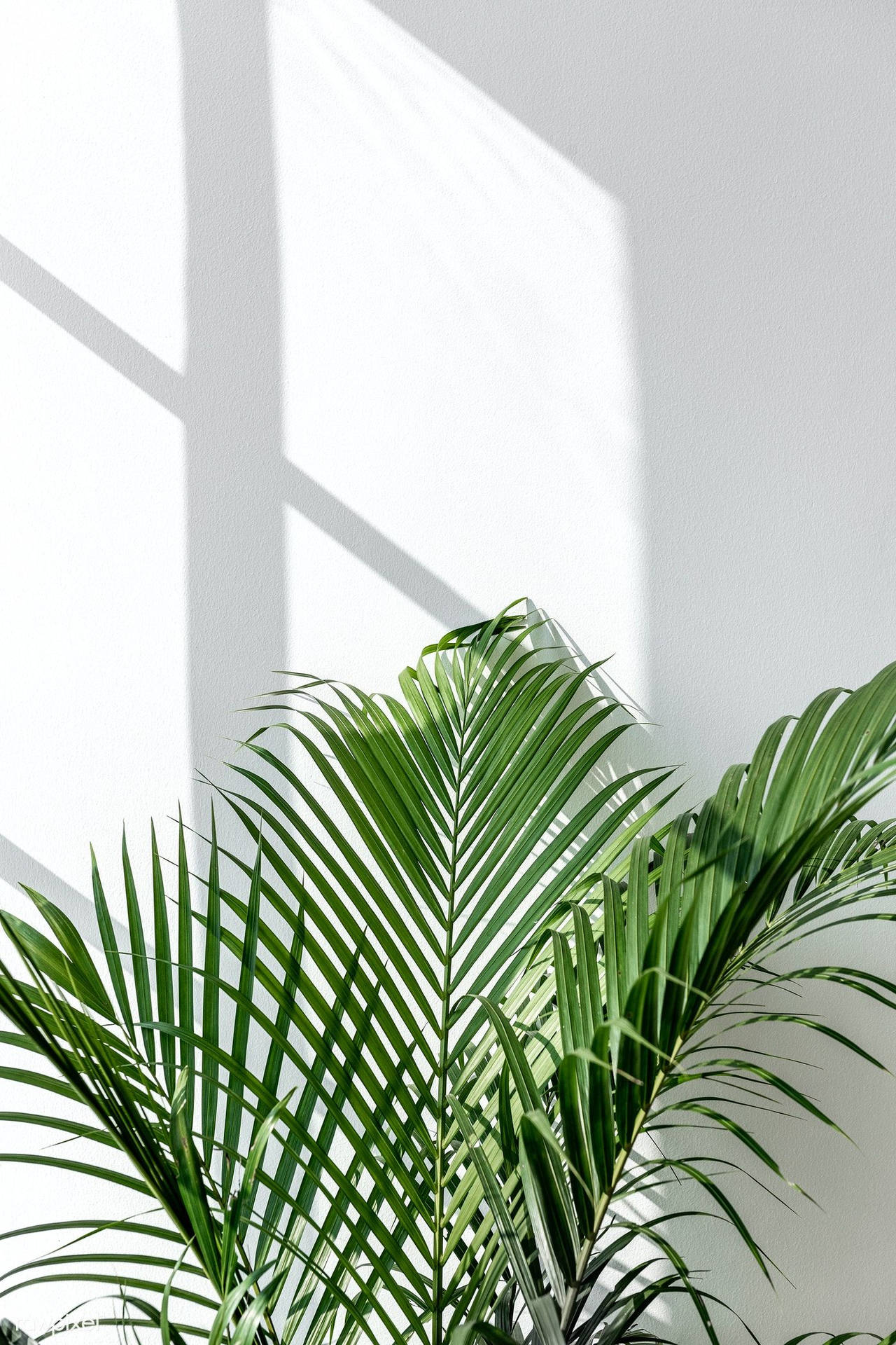 Areca Palm Leaves Green And White Aesthetic 47ajk9kukk08102d Wallpaper
