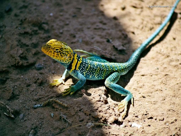 lizard pics   Bing Images cool snakes Pinterest