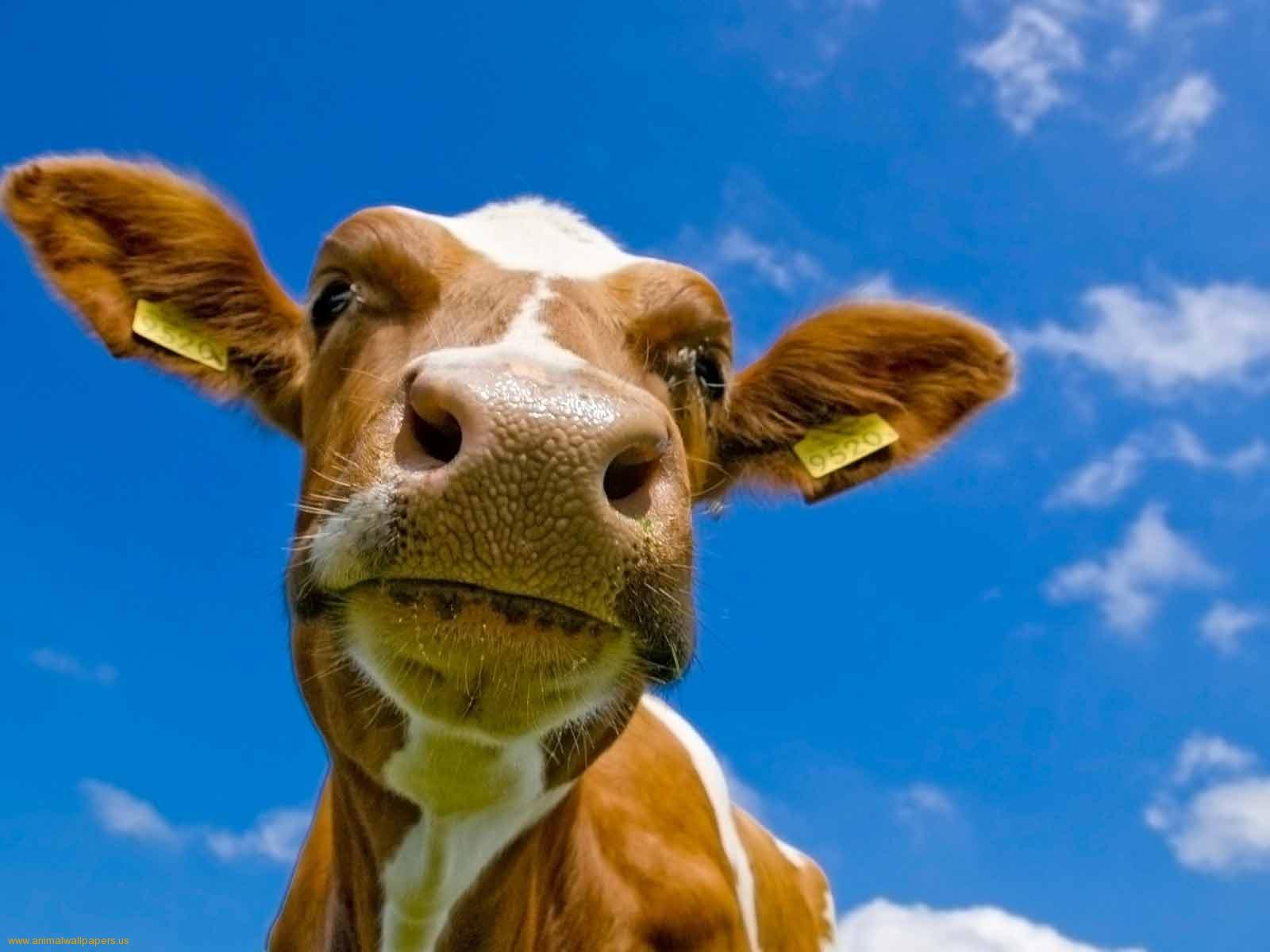 Cow HD Wallpaper Image For Full