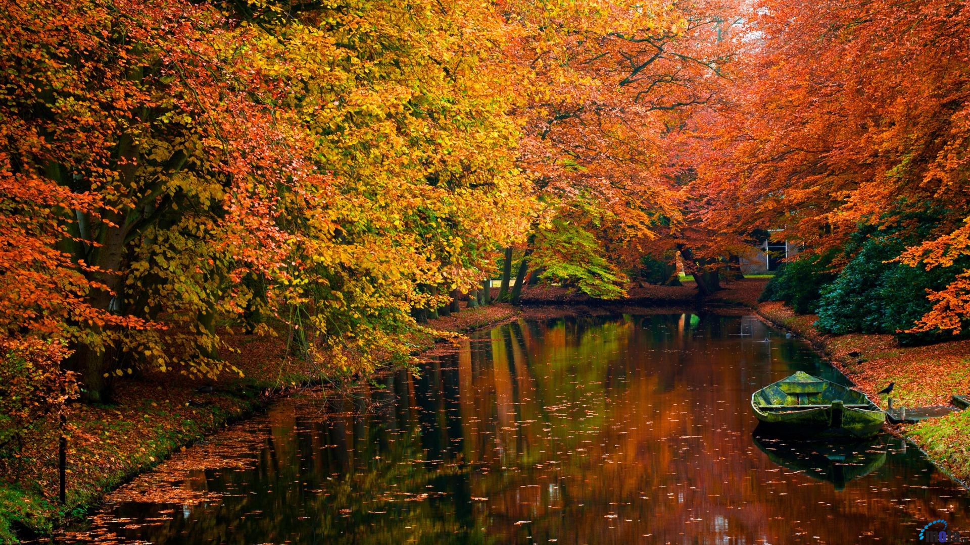Wallpaper Autumn Colors In The Forest X HDtv 1080p