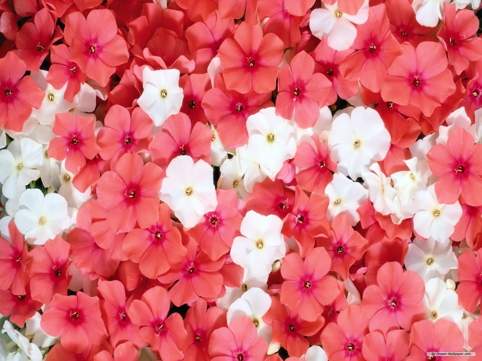 Pretty Flower Desktop Background Wallpaper