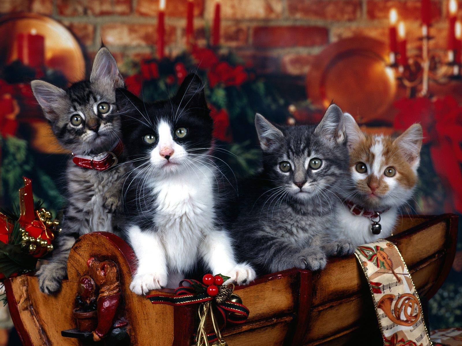 Get A Winter Cat HD Wallpaper Widescreen