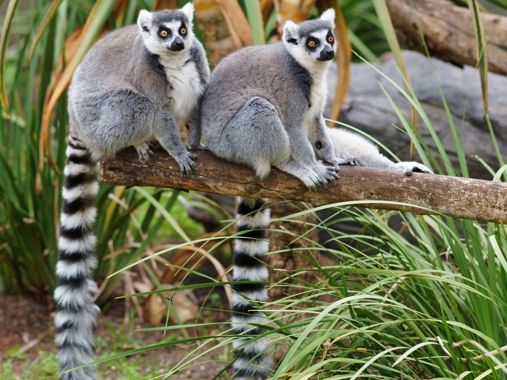 Pics Photos Lemurs Madagascar Animal Wallpaper Pc For
