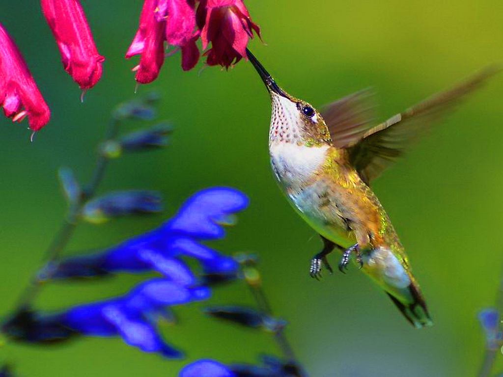 Hummingbird Awesome Wallpaper Full View Wallpapers