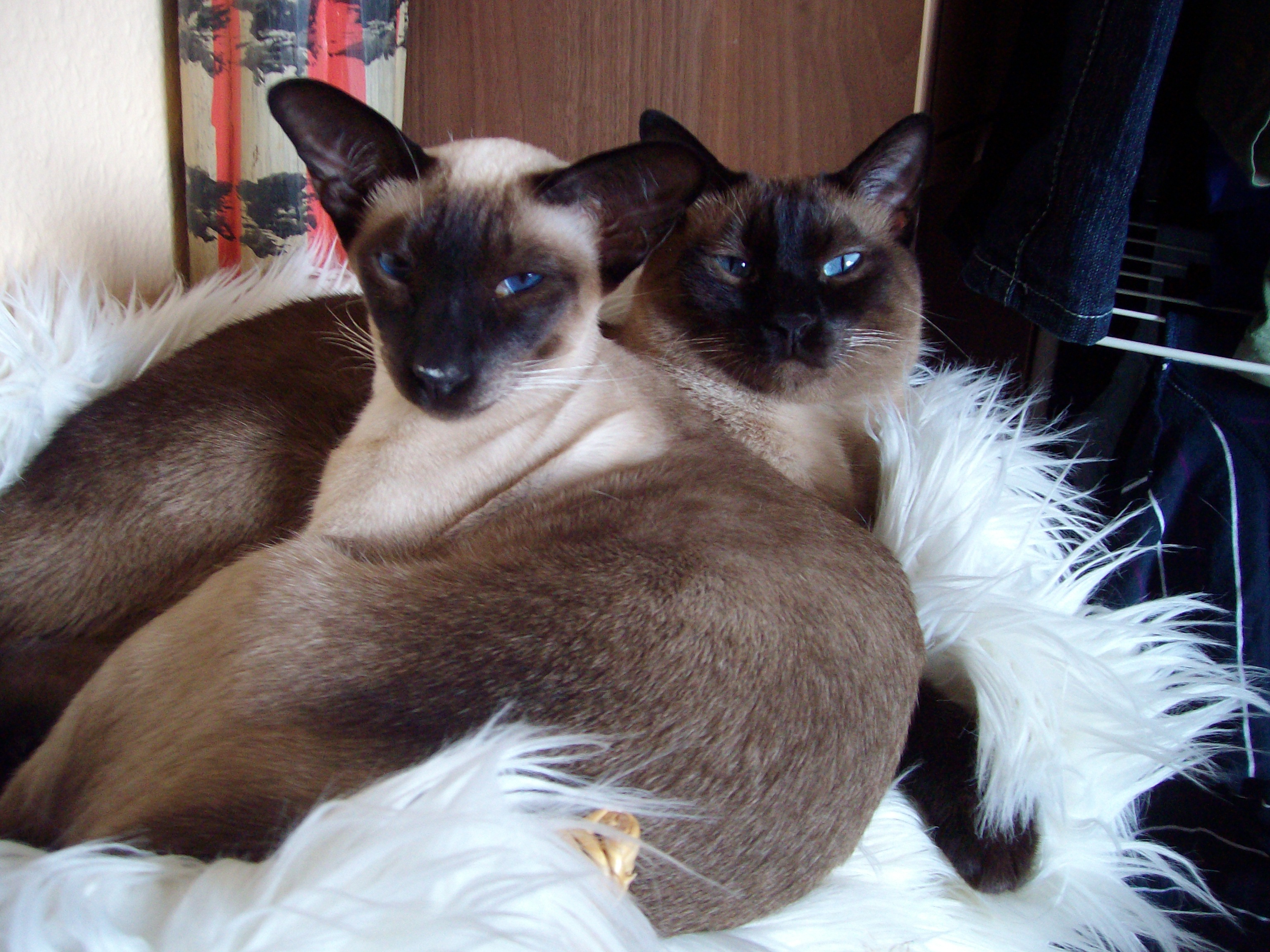 Siamese Cats Image HD Wallpaper And