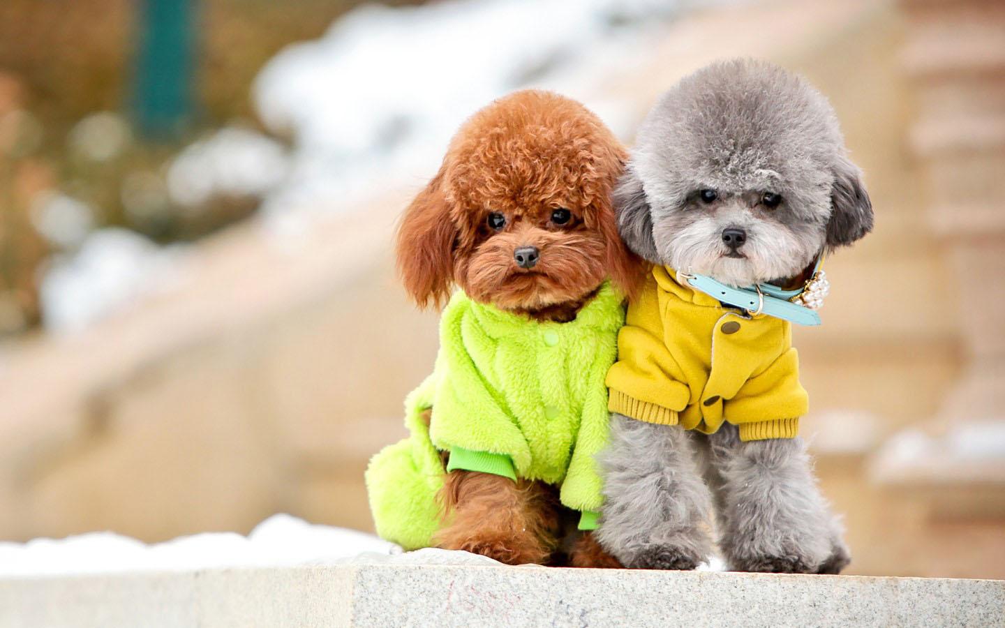 Poodle Dogs Wallpaper Pictures
