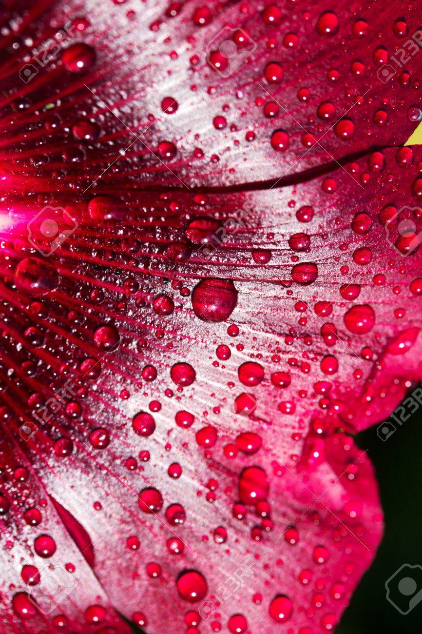 Wallpaper For Your Desktop Water Drops On Flowers Mallow Close up