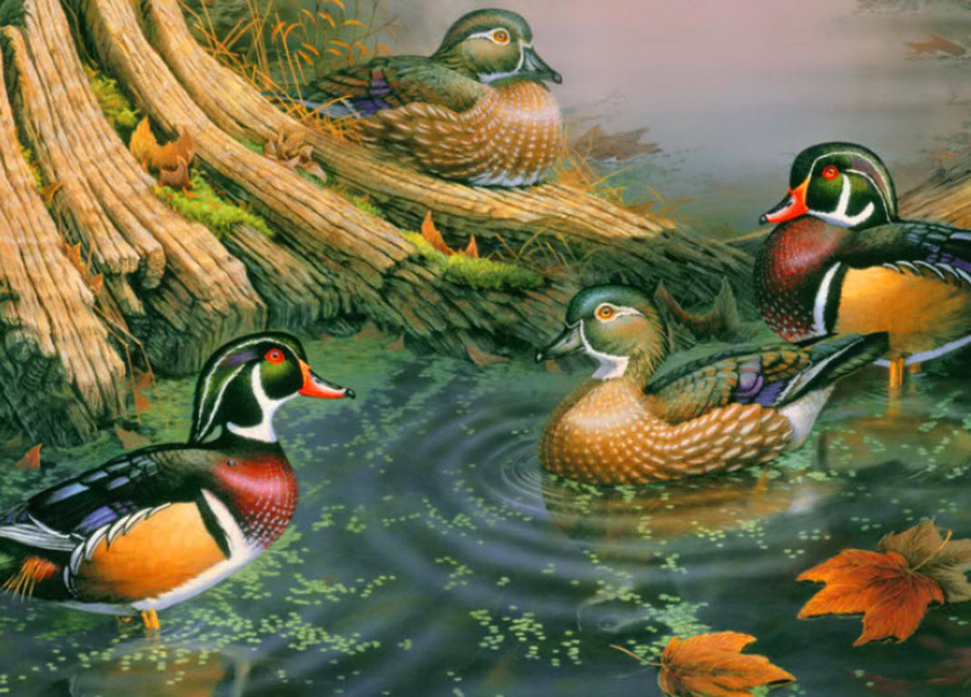 Wood Ducks High Quality And Resolution Wallpaper On