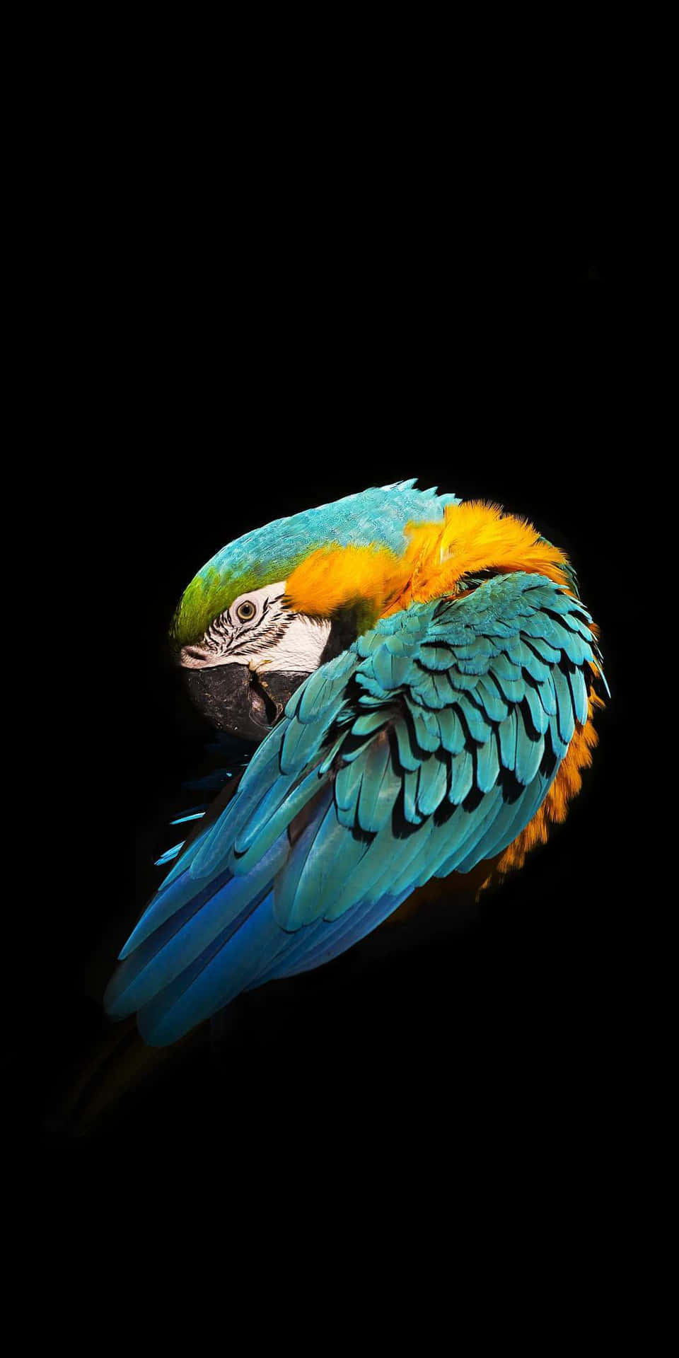 Cleaning Parrot Bird iPhone Design Wallpaper